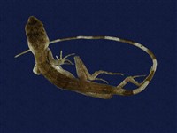 藏品(石垣攀蜥)的圖片